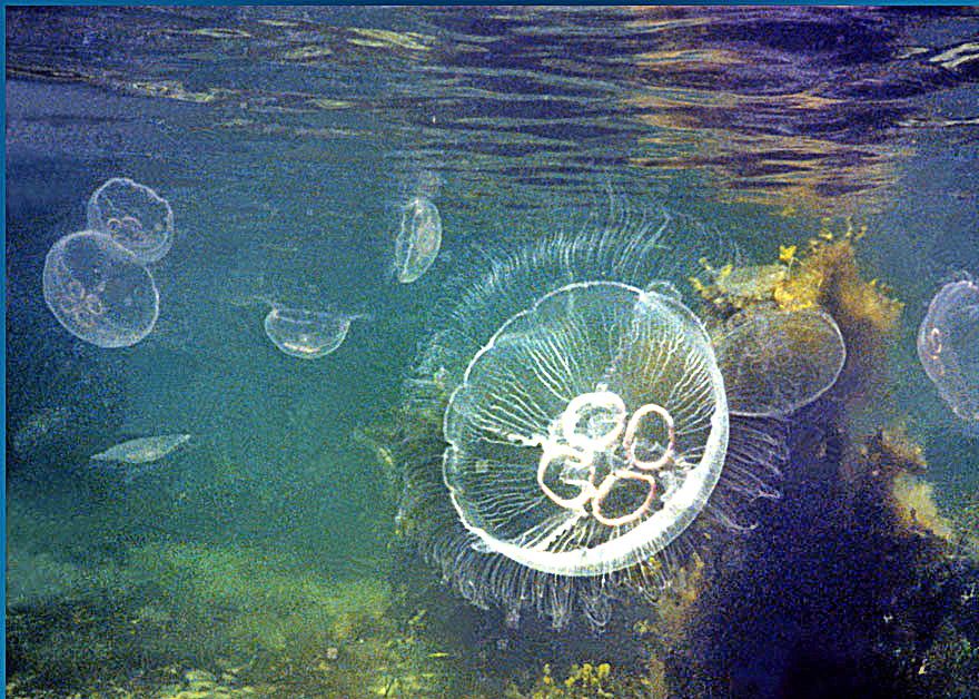 Jellyfish (Photography by Karsten Petersen ©)