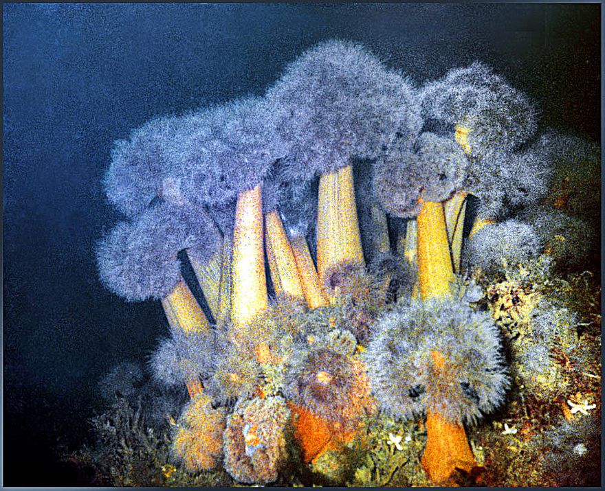 Deeper down there are lots of marine life forms, - here a colony of Sea Anemones (Photography by Karsten Petersen ©)