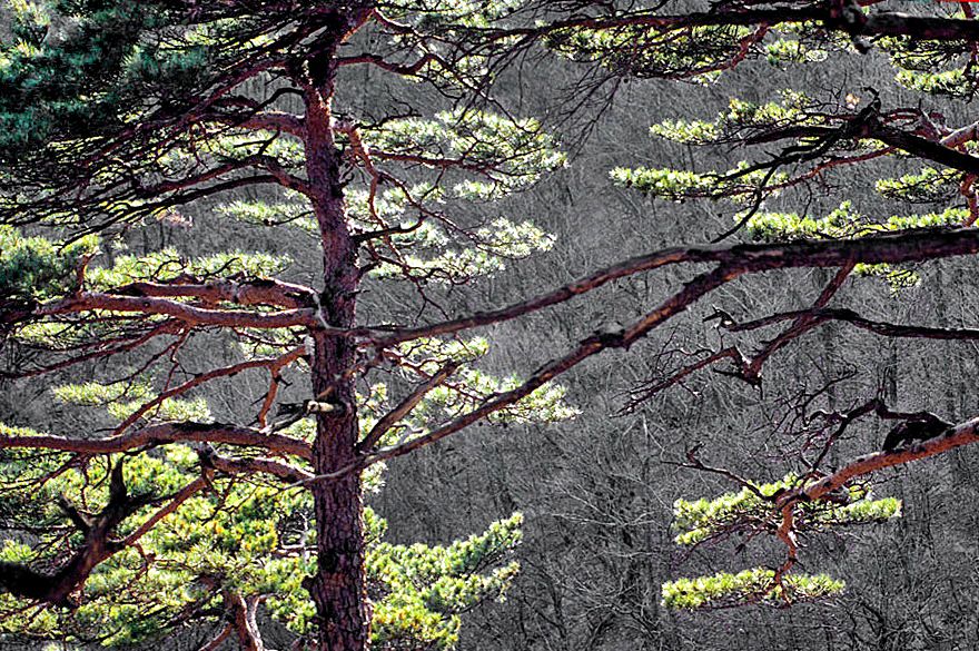 1996-30-099 - Soraksan - sunlight plays between the pines - (Photography by Karsten Petersen)