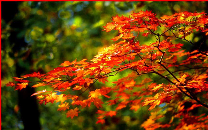 2000-32-081 - Taedunsan - catching a burst of sun, - glowing autumn colours in the forest - (Photography by Karsten Petersen)