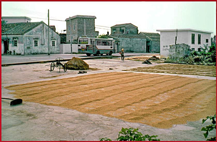 2003-14-027  - Village Shen Chun - The rice crop is being dried - whereever there is an open space - - - (Photo- and copyright:  Karsten Petersen)