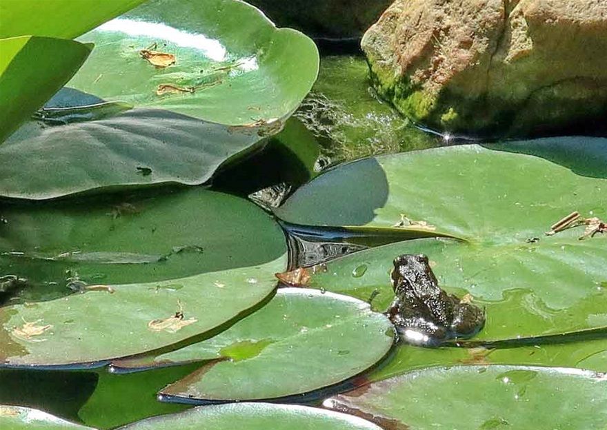 2020-06-007  - - Frog - here seeking refuge on a 