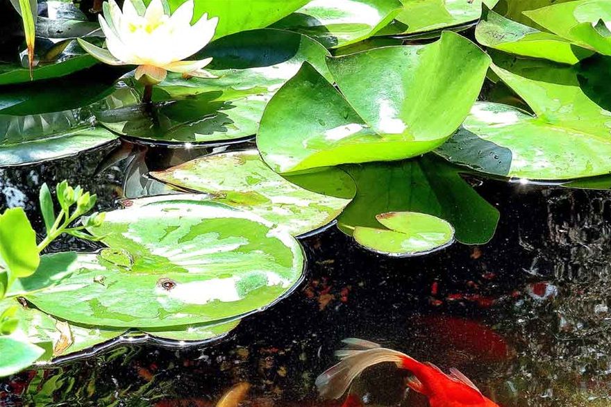 2020-06-25.014  - Fish in the Lotus Lake - - -