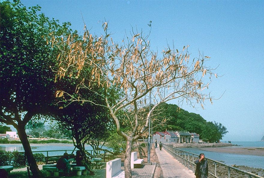 1996-06-095  - Here the end of the road and the canal through Tai O - - - (Photo- and copyright:  Karsten Petersen)