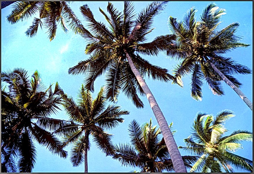 1977-10-004 - - - Coconut palms - Phillipines - - -