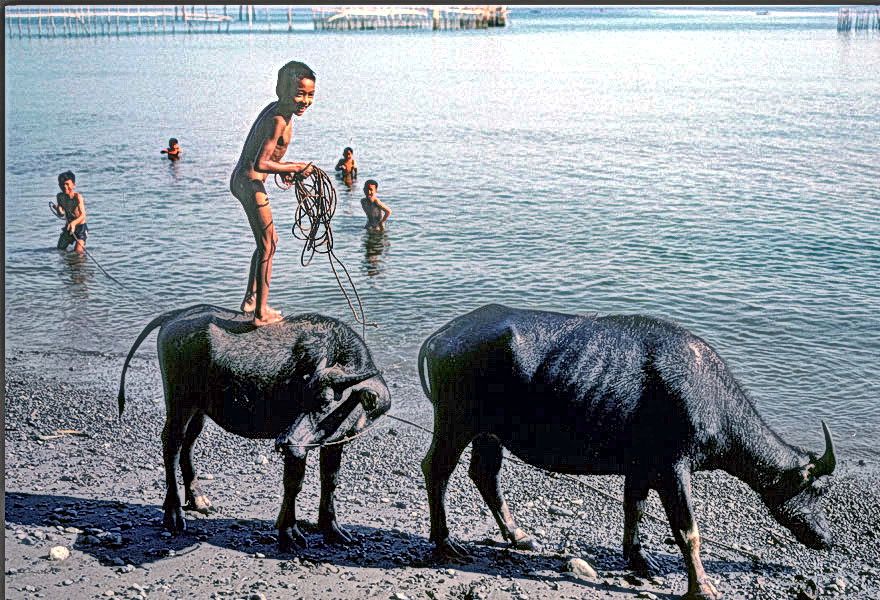 1977-10-012  -  Philippines again - - -  Children play with the water buffalos - - carabao -