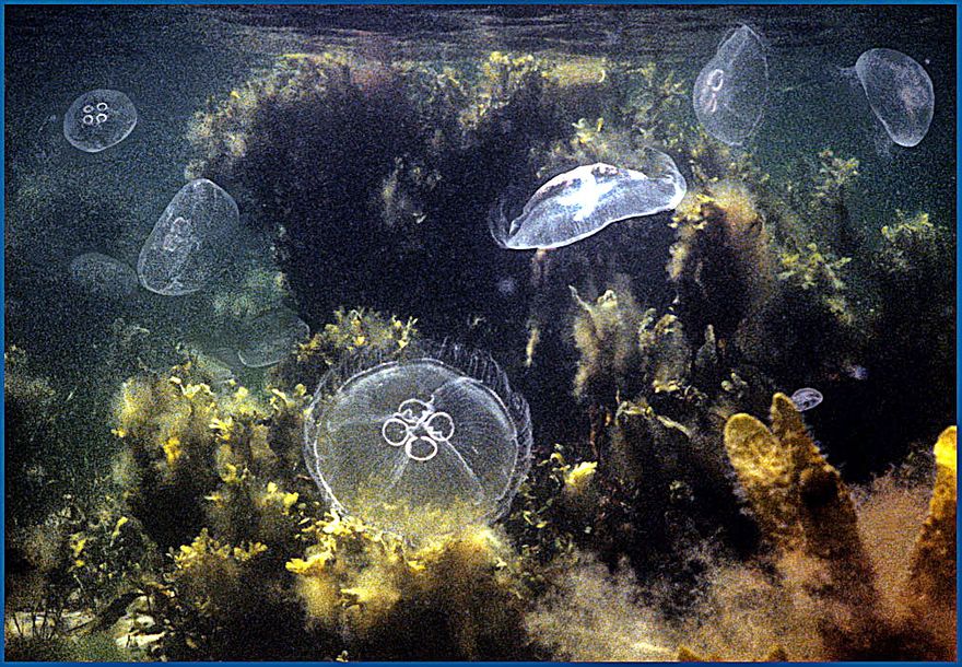 First some shallow water shot, - with jellyfish. (Just to show you, that you do not need to go deep to be in Wonderland.) (Photography by Karsten Petersen ©)
