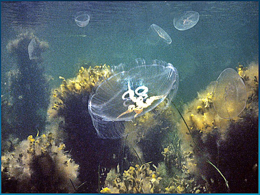 Jellyfish (Photography by Karsten Petersen ©)