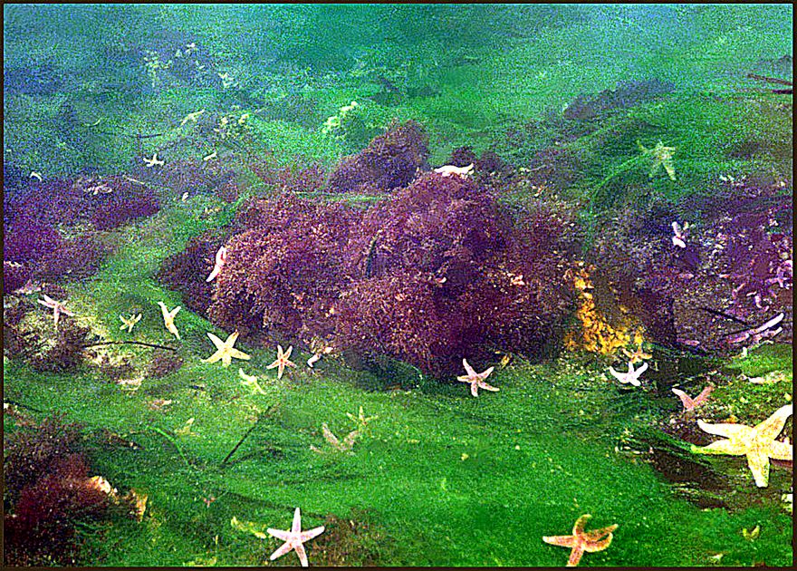 - here a bottom section completely covered by green algae, - and many starfish - (Photography by Karsten Petersen ©)