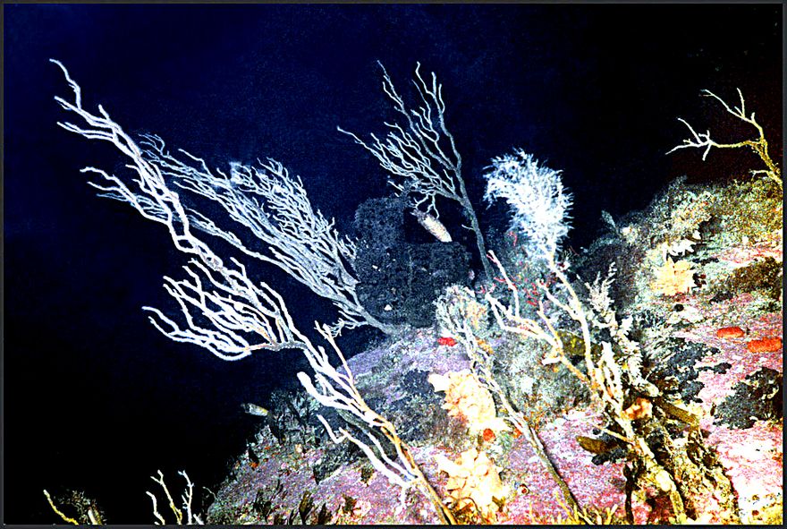 2000-16-052 - Back in the water again - exploring an underwater landscape called the 