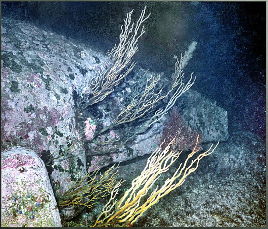 2000-16-055 - Here the sea plants seem to grow directly out from the rocks (Photography by Karsten Petersen ©)