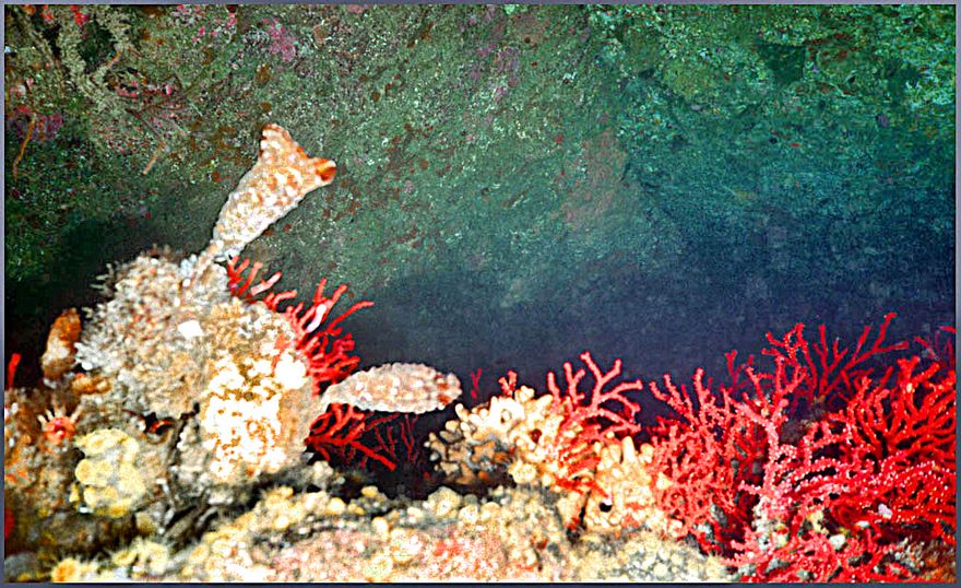 2000-16-064 - Underwater life at the 