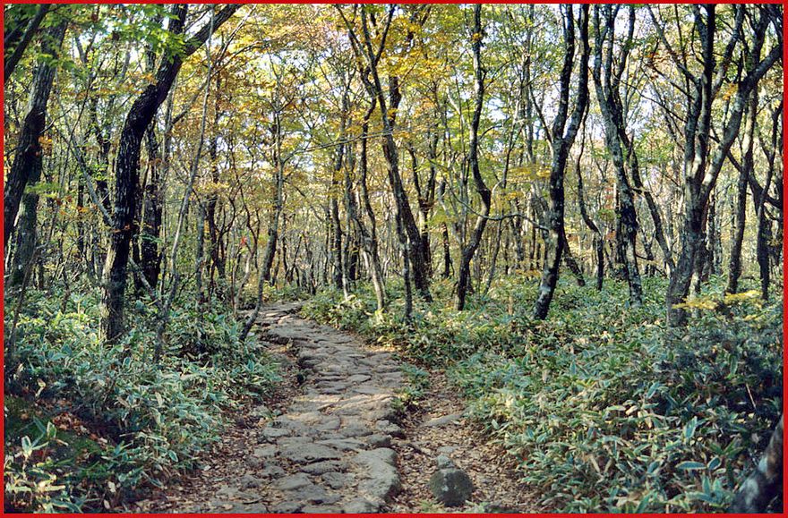 1991-09-084 -  Hallasan - pleasant hiking, - the first part of the Orimok trail is neathly paved with natural rocks - (Photography by Karsten Petersen)
