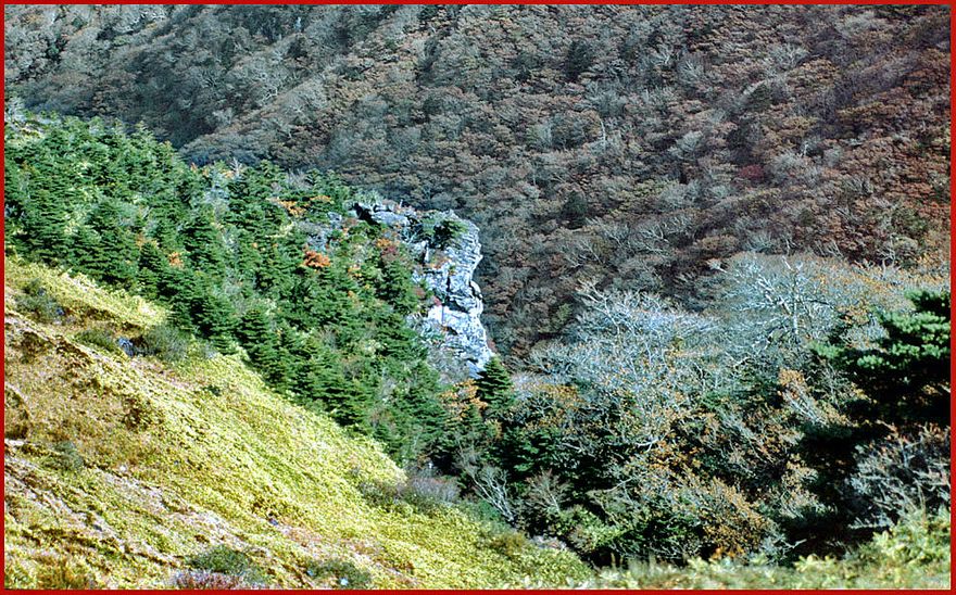 1991-09-088 - Hallasan - the plants, the trees, the rocks, the colours, - everything look stange on this mountain - (Photography by Karsten Petersen)