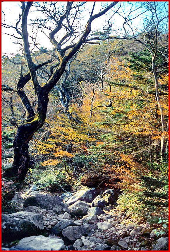 1991-10-074 - Hallasan - with pleasant small streams and wonderful forest - (Photography by Karsten Petersen)