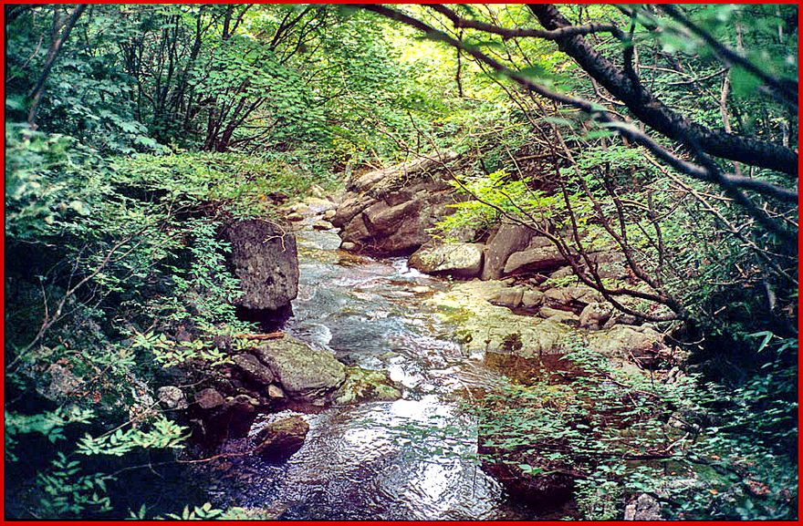 1997-21-050 - A pleasant footpath leads you past small streams and boulders in the wonderful forest -  (Photography by Karsten Petersen)