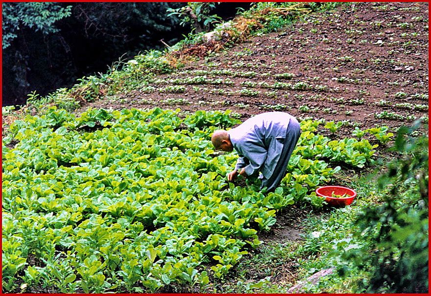 1997-18-002 - Kyeryongsan - and if you are ,lucky, you can see the lonely monk tending his vegetable garden - (Photography by Karsten Petersen)