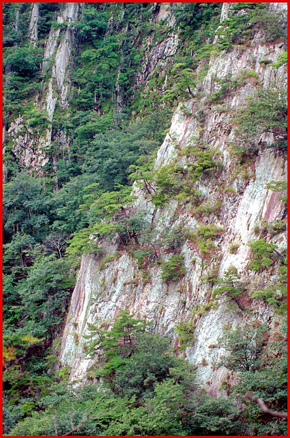 1997-18-085 - Kyeryongsan - let's finish with a shoot of a vertical wall, where trees seem to grow directly from the rock surface - (Photography by Karsten Petersen)