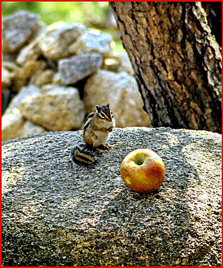1996-30-090 - Soraksan - tried to make friends with this little fellow, - but maybe apple is not his favourite food - (Photography by Karsten Petersen)