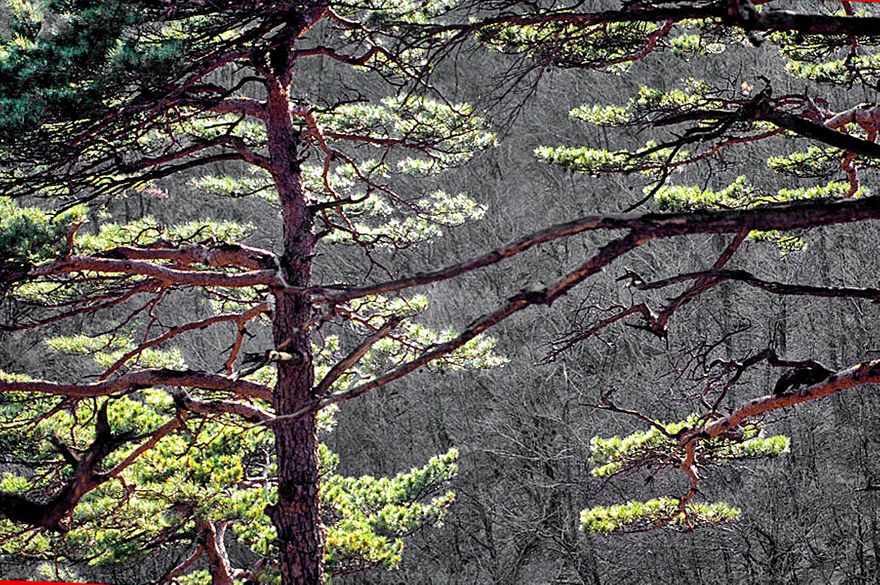 1996-30-099 - Soraksan - sunlight plays between the pines - (Photography by Karsten Petersen)