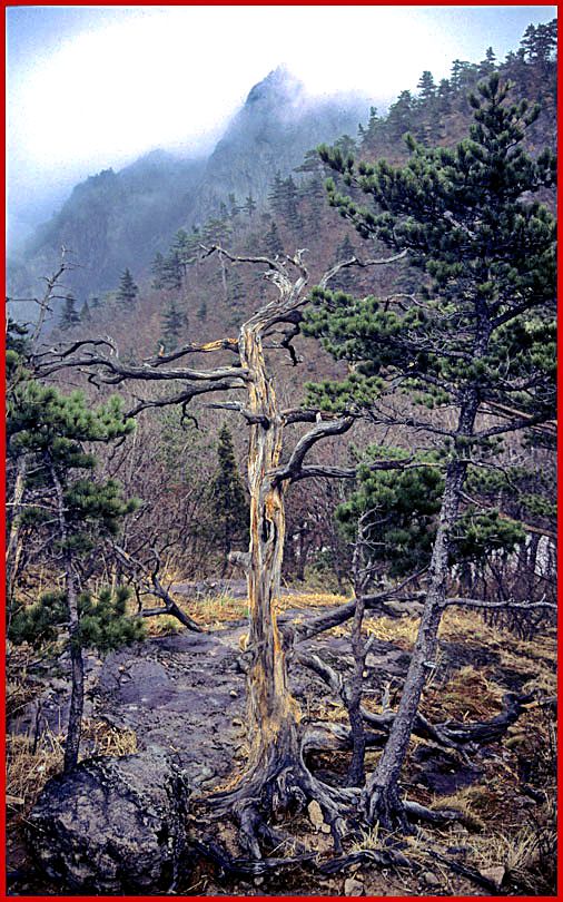 1996-31-017 - Soraksan - strange, dead tree at Kwonkumsong - (Photography by Karsten Petersen)