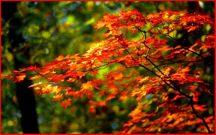 2000-32-081 - Taedunsan - catching a burst of sun, - glowing autumn colours in the forest - (Photography by Karsten Petersen)