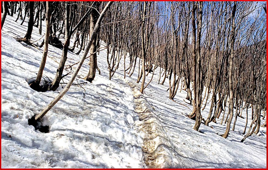 1996-25-009 - Ullungdo - on the upper slopes of Songinbong, - across the snow field - (Photography by Karsten Petersen)