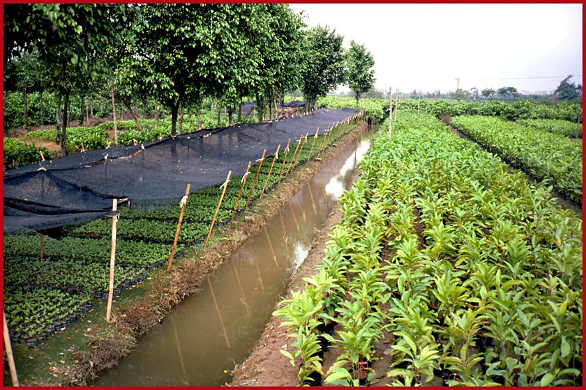 2003-14-011  - Very intensive agriculture - - - Every bit of soil is utilized - - - (Photo-and copyright:  Karsten Petersen)