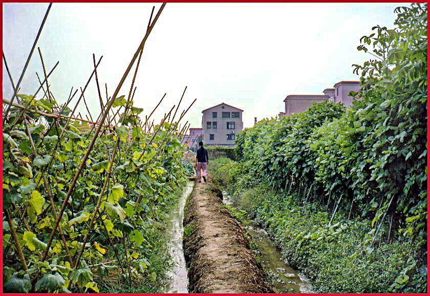 2003-14-024  - Here we are back again - Kit Yu in front - approaching Kit Yu's big house - the one right in the middle - where we lived during our stay in Shen Chun - (Photo- and copyright:  Karsten Petersen)