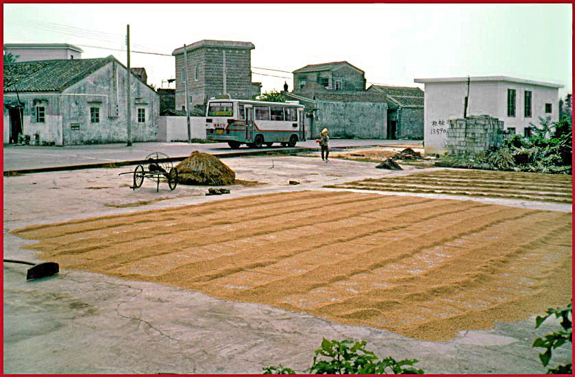 2003-14-027  - Village Shen Chun - The rice crop is being dried - whereever there is an open space - - - (Photo- and copyright:  Karsten Petersen)