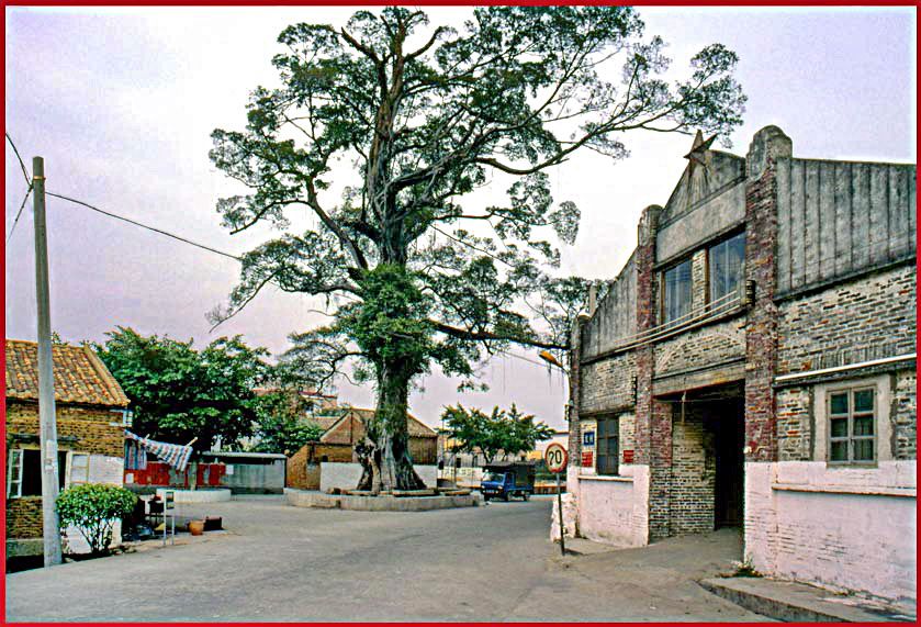 2003-14-030  - Village Shen Chun - the big tree at the center of the village - a popular meeting point for people to talk and chat.   Take noteof the building to the right with the big star at the top - a typical 