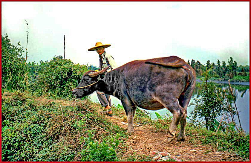 2003-14-017  -  And here the farmer with his water buffalo on their way to work -  (Photo- copyright:  Karsten Petersen)