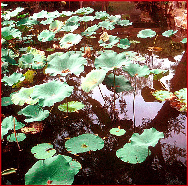 2002-33-H41  - A lotus lake - - -  Unfortunately no flowers at this time - - -