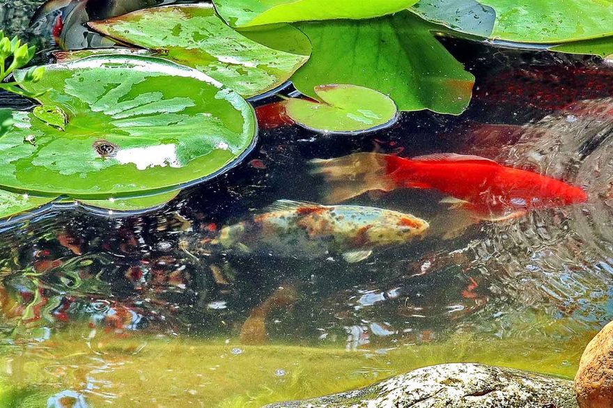 2020-06-25.013  - Goldfish and chubumkin in our Lotus Lake - - -