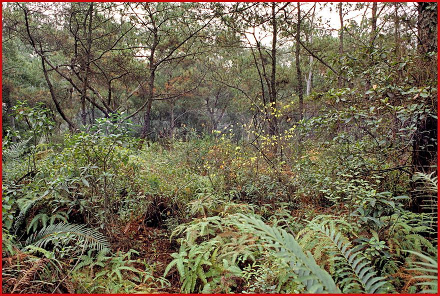 2002-03-004  - Danes Island - up the hill through dense vegetation - apparently nothing special to see - (Photo- and copyright:  Karsten Petersen)
