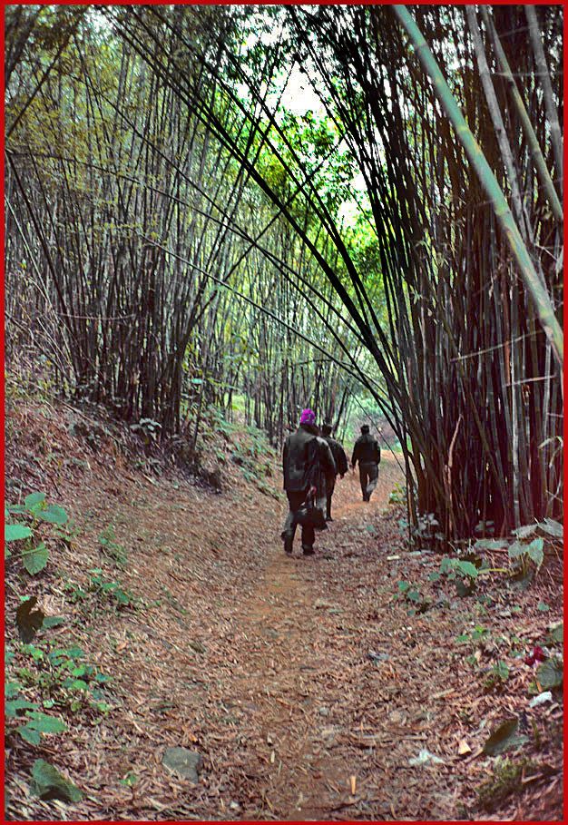 2002-03-019  - Danes island - through the bamboo groove - (Photo- and copyright: Karsten Petersen)