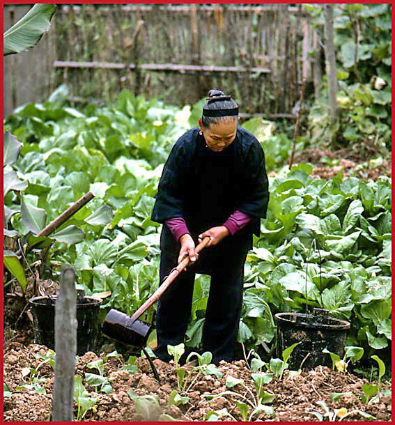 2003-18-039  - The Dong People - farming in the Dong village, - no chemicals or poison are used! - (Photo- and copyright: Karsten Petersen)