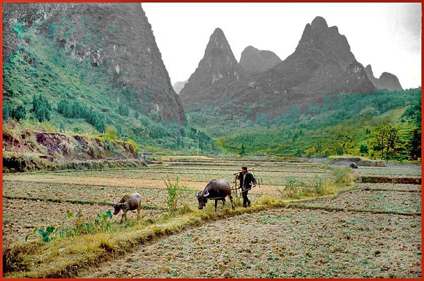 2003-19-087  - Li River -  Here the farmer with his water buffalos - (Photo- and copyright: Karsten Petersen)