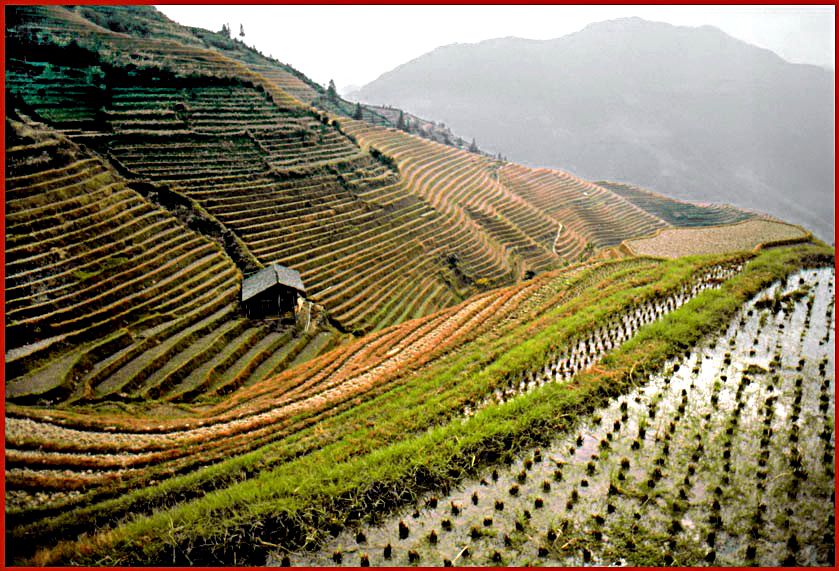 2003-17-038  - Ping An - rice fields on the slopes of Dragon's Backbone - (Photo- and copyright: Karsten Petersen)