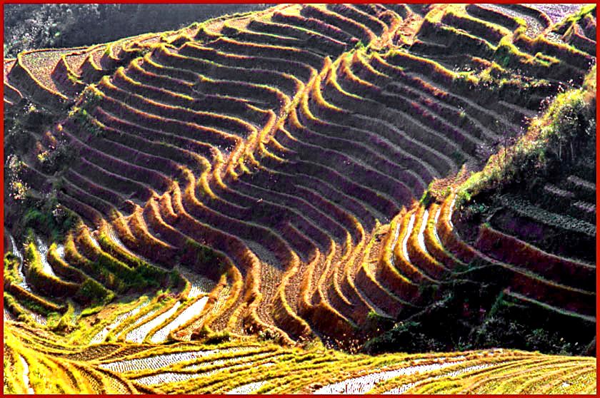 2003-16-023  - Ping An - rice terraces on the 