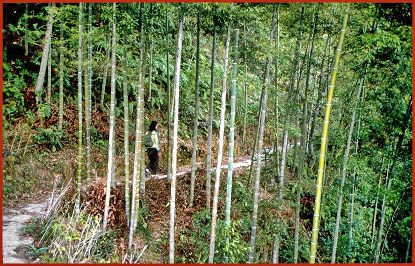2003-16-048  - Ping An - Kit Yu - on the trails of the 