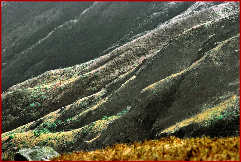 1996-05-055  - Fung Wong Shan - the slopes of Lantau Peak - (Photo- and copyright: Karsten Petersen)