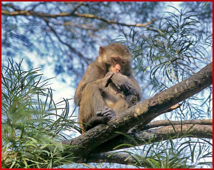 2002-12-099  - Monkey - the mountain slopes of the Lion Rock Country Park is home to many monkeys - (Photo- and copyright: Karsten Petersen)
