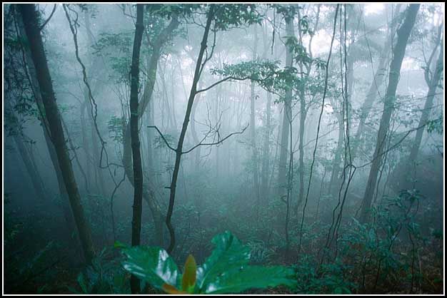1996-38-013  - The mountain side shrouded in mist, - almost dreamlike -  (Photo-and copyright:  Karsten Petersen)