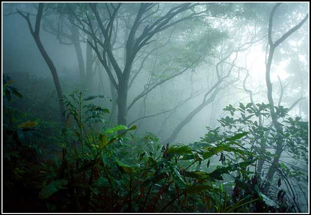 1996-38-015  - The subtropical jungle in mist -