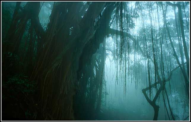 1996-38-016  - - here a huge rubber tree, - ghostlike with its aerial roots hanging down from the mist  -  (Photo-and copyright:  Karsten Petersen)