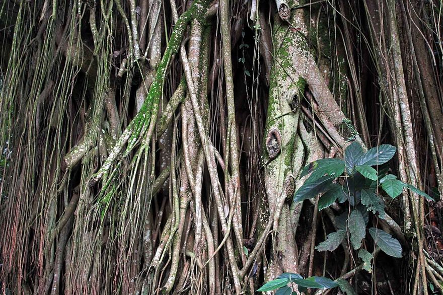 2012-03-14.042  - Air roots of Indian rubber tree - (Photo- and copyright:  Karsten Petersen)