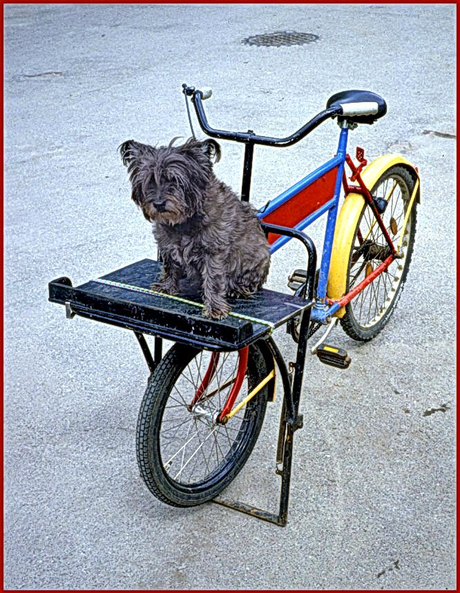 2006-03-063  -  A Christiania dog sitting on his colourful decorated bike - - -